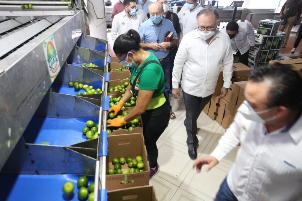 Limones yucatecos al mercado internacional