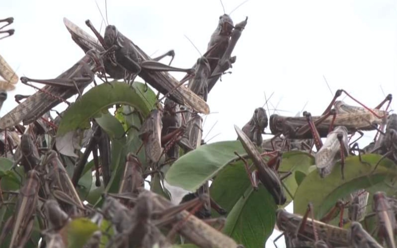 Langostas Invaden el Poniente, Sur y Oriente de Mérida