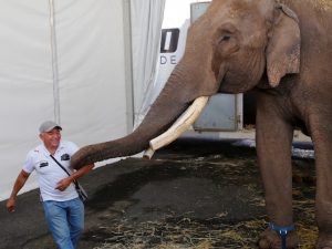 Rescatan a Big Boy, un elefante que fue abandonado por un circo en Guadalajara