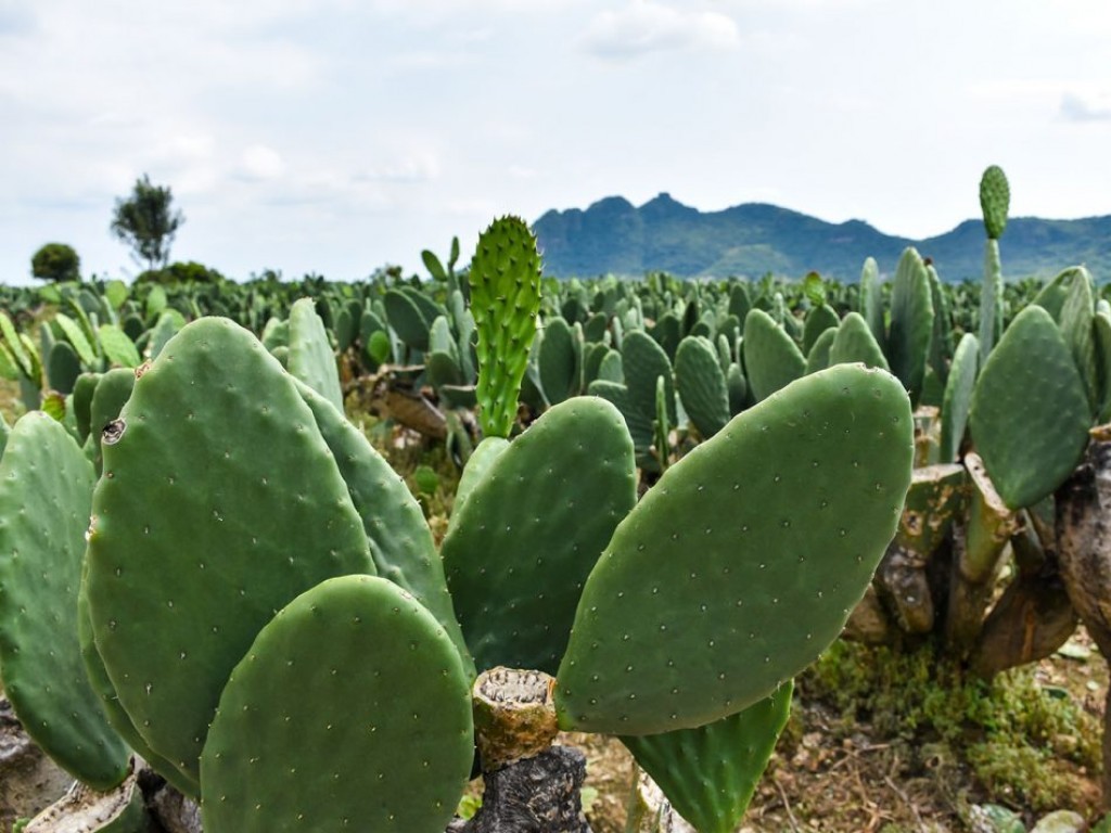 El nopal, entre los 50 alimentos del futuro