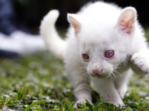 Descubren que la primera felina silvestre albina rescatada en Colombia podría ser un yaguarundí