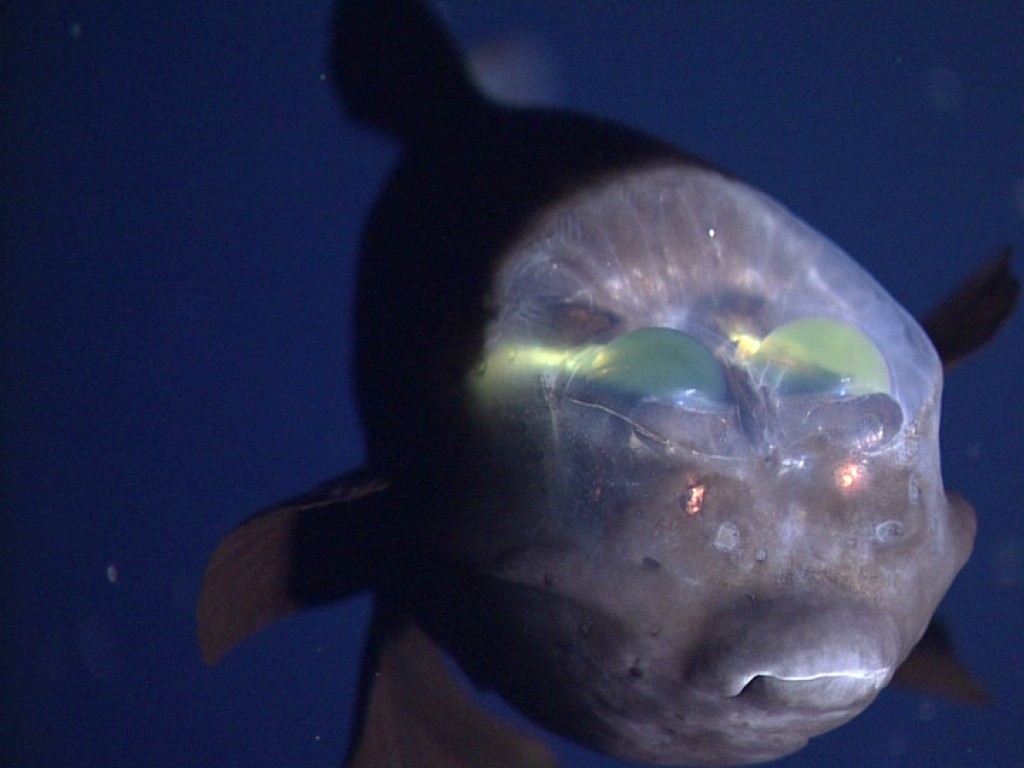 Avistan un extraño pez de cabeza transparente en la costa de California