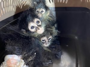 Localizan 4 monos araña durante inspección en el Puente Internacional de Progreso, Texas