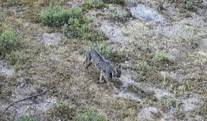 Avistan un lince en el Desierto de los Leones