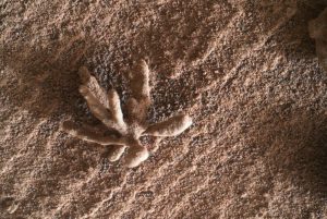 Curiosity capta una “flor” de cristales en la superficie de Marte