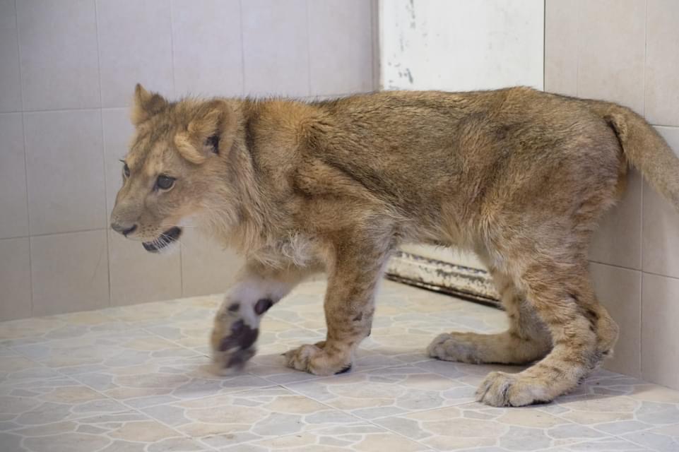 Descubren a cachorro de león mientras deambulaba en calles de Ecatepec