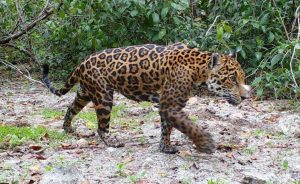 Yucatán, primera región de América Latina para monitorear la reserva de Dzilam Bravo