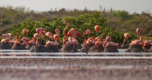 La Costa Norte de Yucatán recibe a miles de flamencos para su temporada de anidación