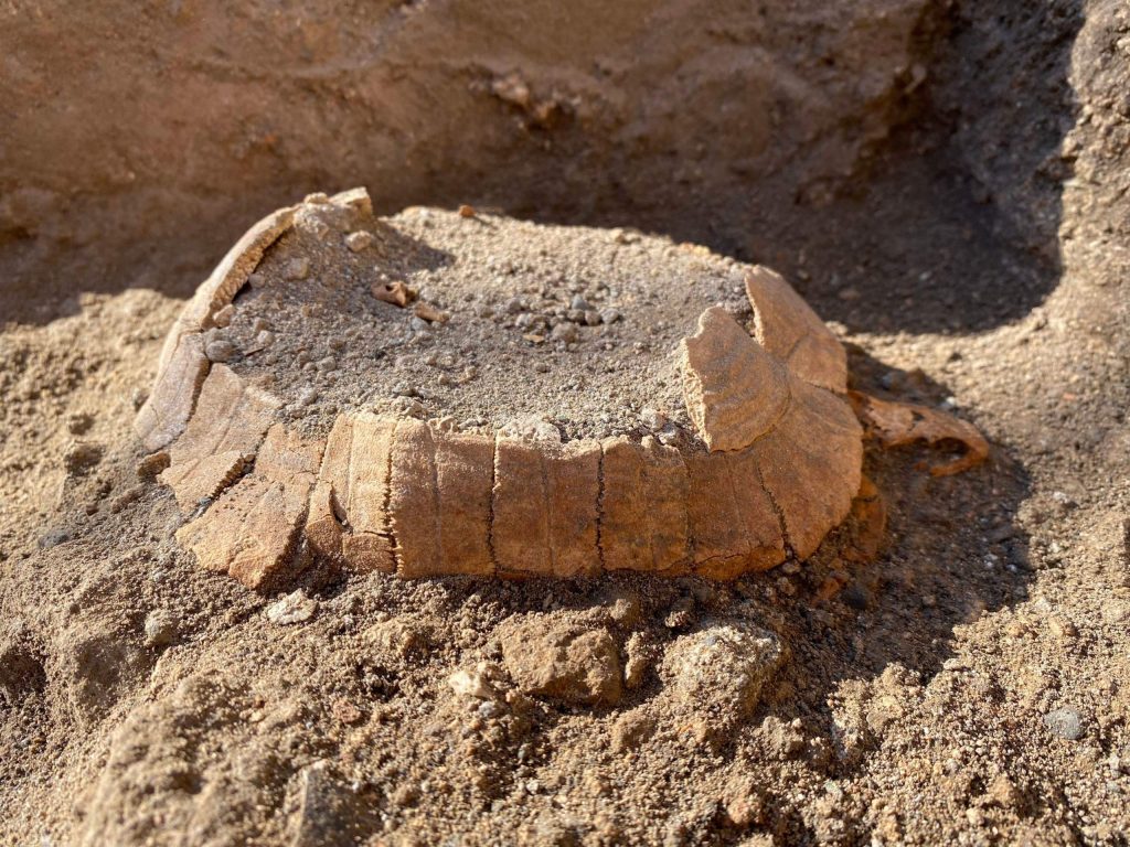 Descubren los restos de una tortuga con un huevo en las ruinas de Pompeya