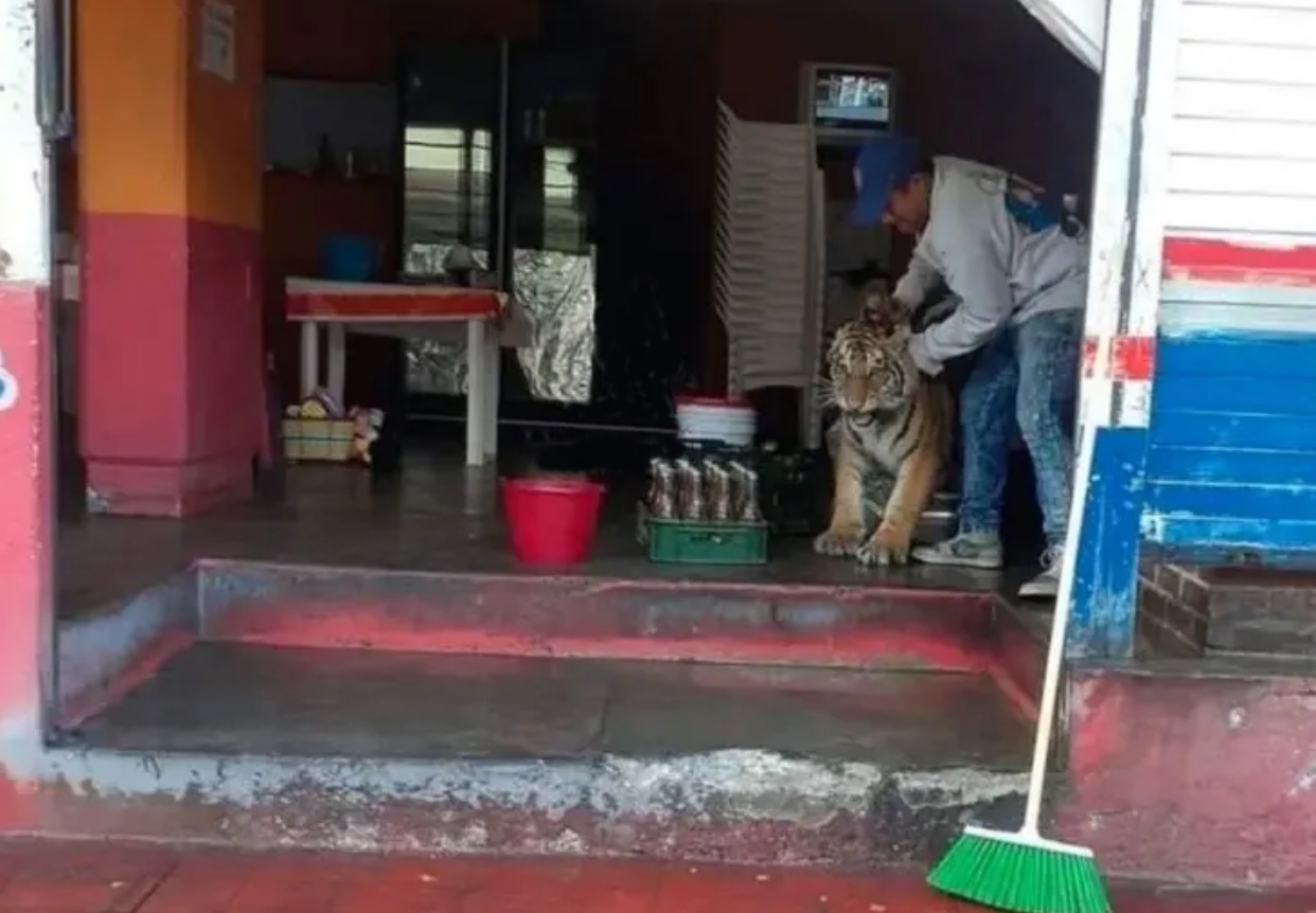 Otro tigre suelto en las calles, ahora en Hidalgo entra a una taquería