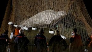 Rescatan y luego sacrifican a una ballena beluga  en el río Sena 