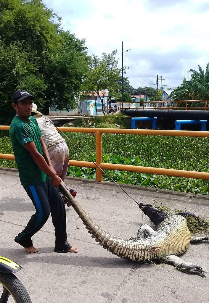 Un  cocodrilo de más de 2 metros estuvo a punto de ser cocinado en Macuspana   