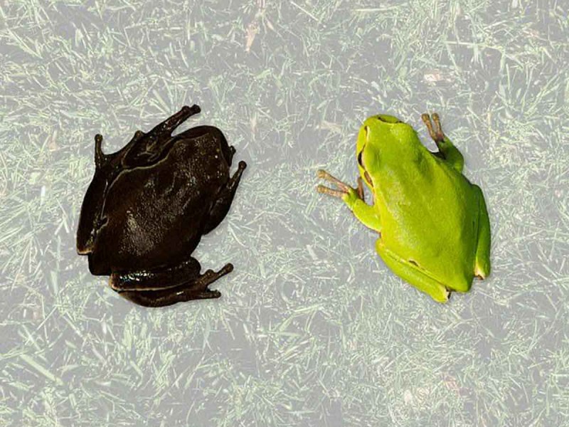 Extraños colores de las ranas mutantes engendradas tras años de exposición a la radiación de Chernóbil 