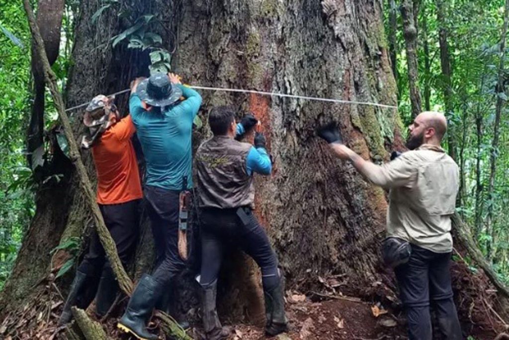 Luego de  tres años y cinco intentos, científicos llegan al árbol más alto de la Amazonía 