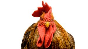 Un hombre de 67 años muere tras ser atacado brutalmente por una gallina