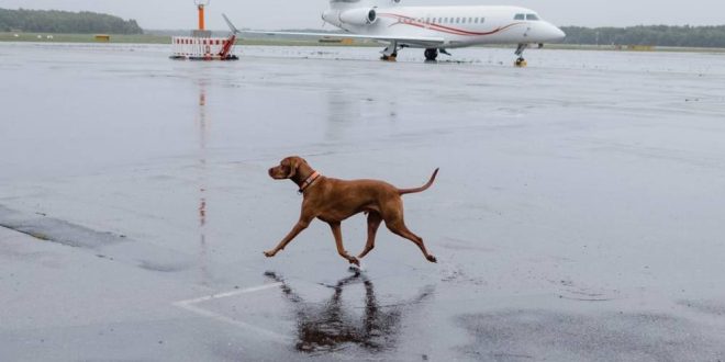 Matan a más de 200 perros y gatos que estorbaban al invadir el AIFA