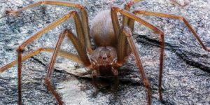 La Araña “violinista” es detectada en Yucatán; alertan de las consecuencias de su picadura