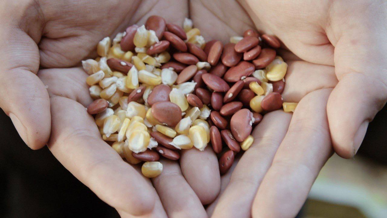 En Roma, Italia, se reconoce al ICH KOOL Milpa Maya como Patrimonio Agrícola de Importancia Mundial