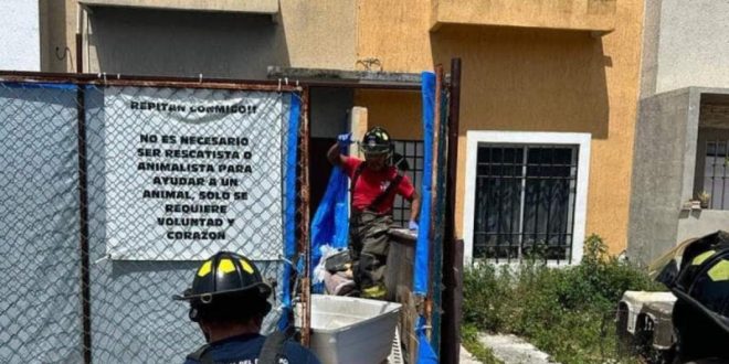 Descubren 23 perros muertos en una casa de  Cancún