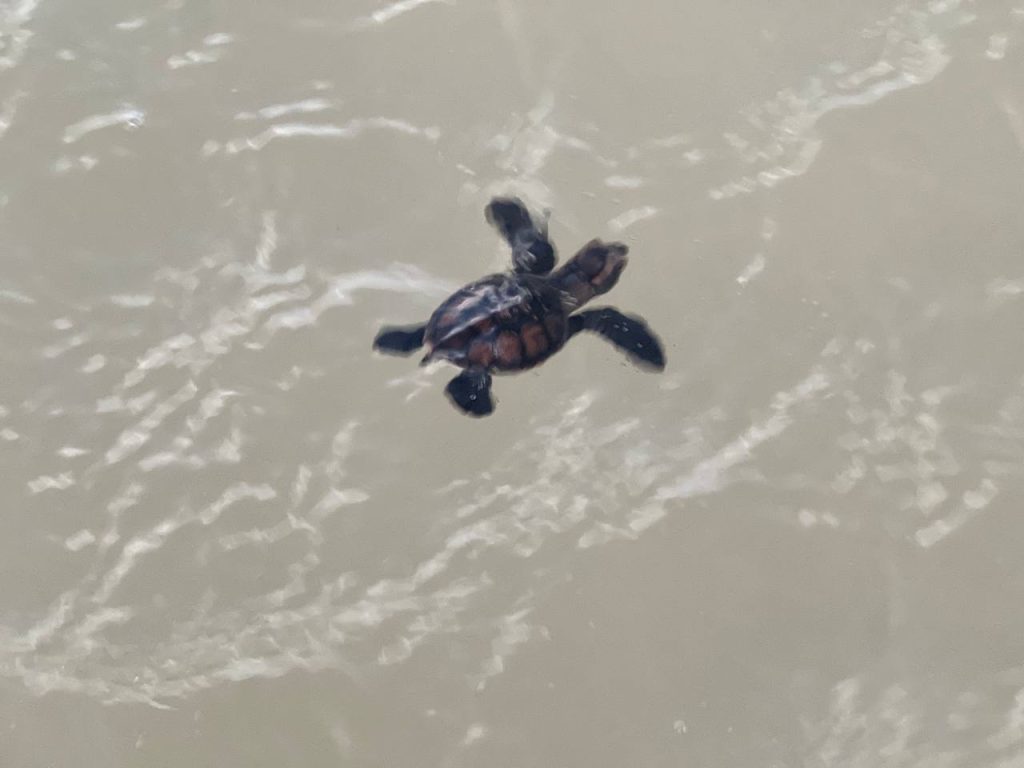 La costa de Sisal se convierte en el escenario perfecto para la liberación de crías de tortuga Carey