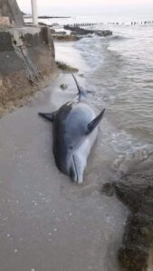 Esta fue la razón por la que murió un delfín en playas de Chelem