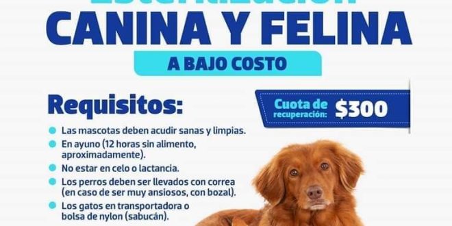 El miércoles habrá jornada de esterilización canina y felina a bajo costo en Progreso