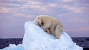 Premian con prestigiado galardón la fotografía de un oso polar durmiendo sobre un Iceberg