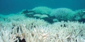 Alertan por masivo blanqueamiento de arrecife de coral de todo el mundo por crisis climática