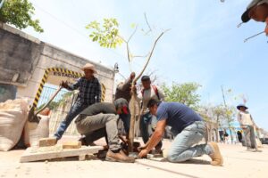 Gobierno del Estado comienza la plantación de árboles en el Corredor Turístico y Gastronómico en el Centro Histórico