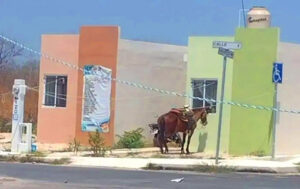 Causa indignación caballo amarrado bajo el intenso sol y calor