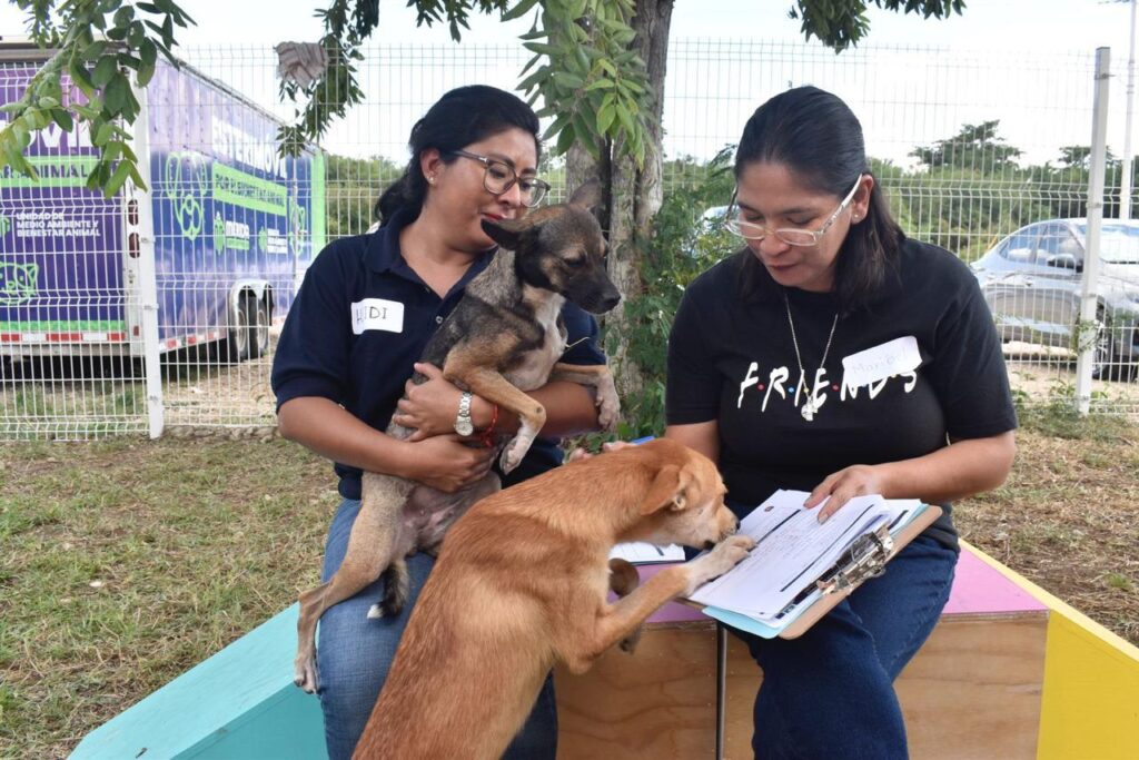 Capacitación oficial fortalece la protección de animales en Mérida