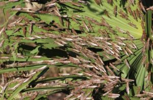 Plaga de langosta bajo control en municipios de Yucatán