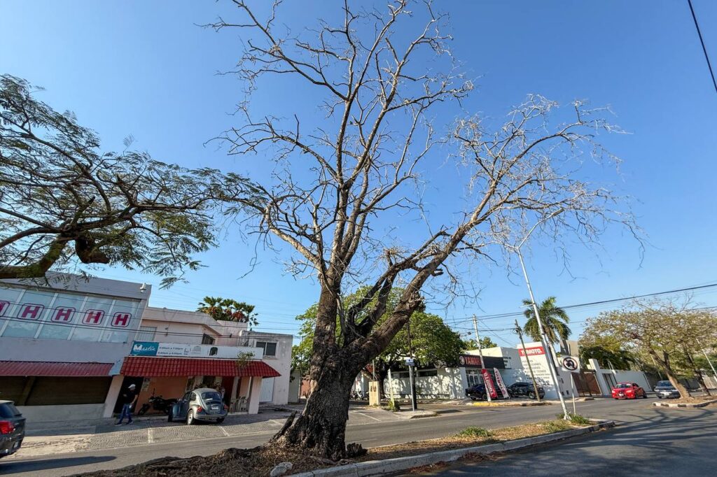 Por riesgo de caída, quitarán árbol seco del camellón