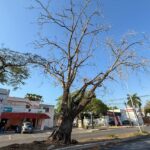 Por riesgo de caída, quitarán árbol seco del camellón