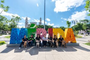 Mérida lanza programa pionero con perros de terapia