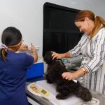 Promueven tenencia responsable con jornada de esterilización