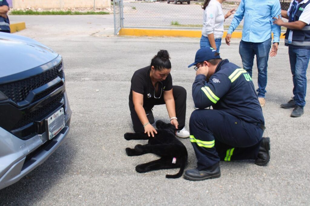Mérida contará con refugios temporales para animales