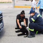 Mérida contará con refugios temporales para animales