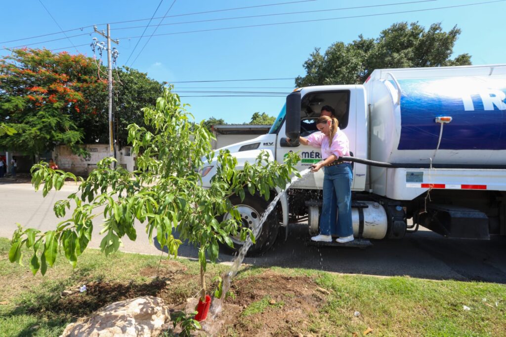 Declaran ceiba centenaria patrimonio en la colonia Mulsay Declaran ceiba centenaria patrimonio en la colonia Mulsay