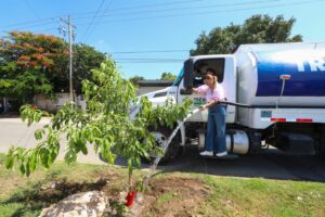 Declaran ceiba centenaria patrimonio en la colonia Mulsay