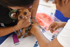 Bienestar animal, prioridad en la agenda del Gobierno Estatal Bienestar animal, prioridad en la agenda del Gobierno Estatal