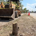 Vecinos denuncian tala ilegal y activan operativo