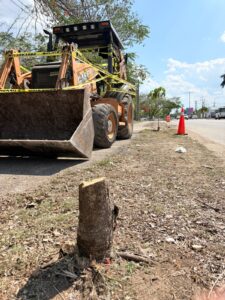 Vecinos denuncian tala ilegal y activan operativo