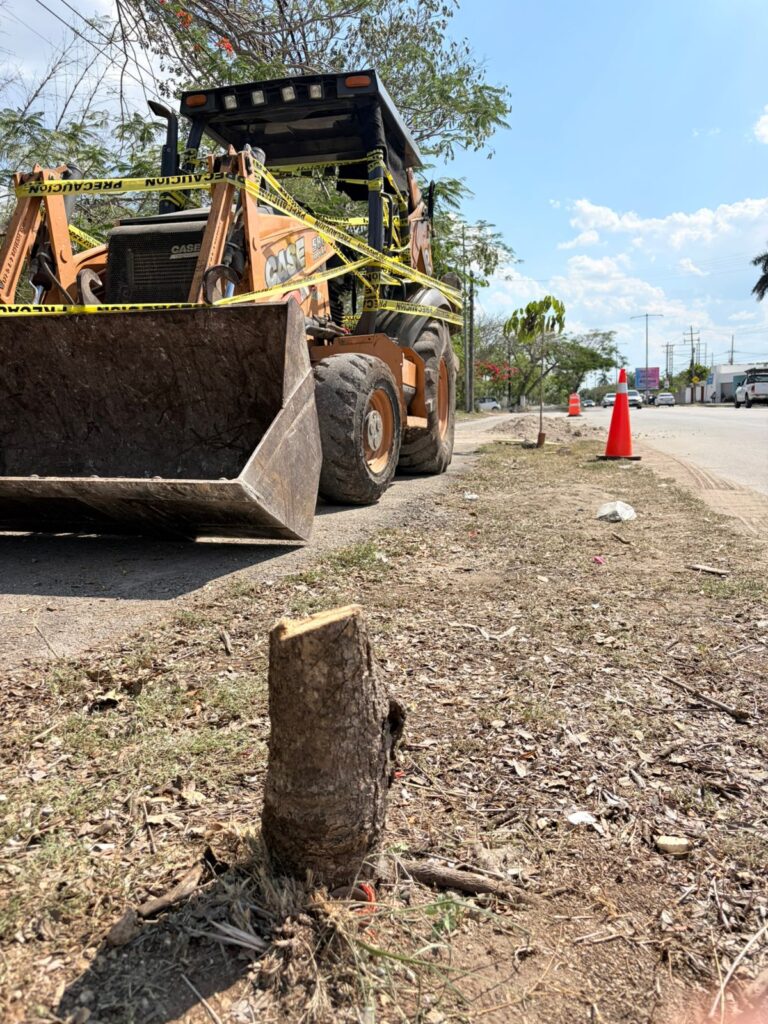 Vecinos denuncian tala ilegal y activan operativo