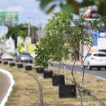 Mérida estrena reforestación Air Pot con Cecilia Patrón