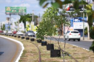 Mérida estrena reforestación Air Pot con Cecilia Patrón