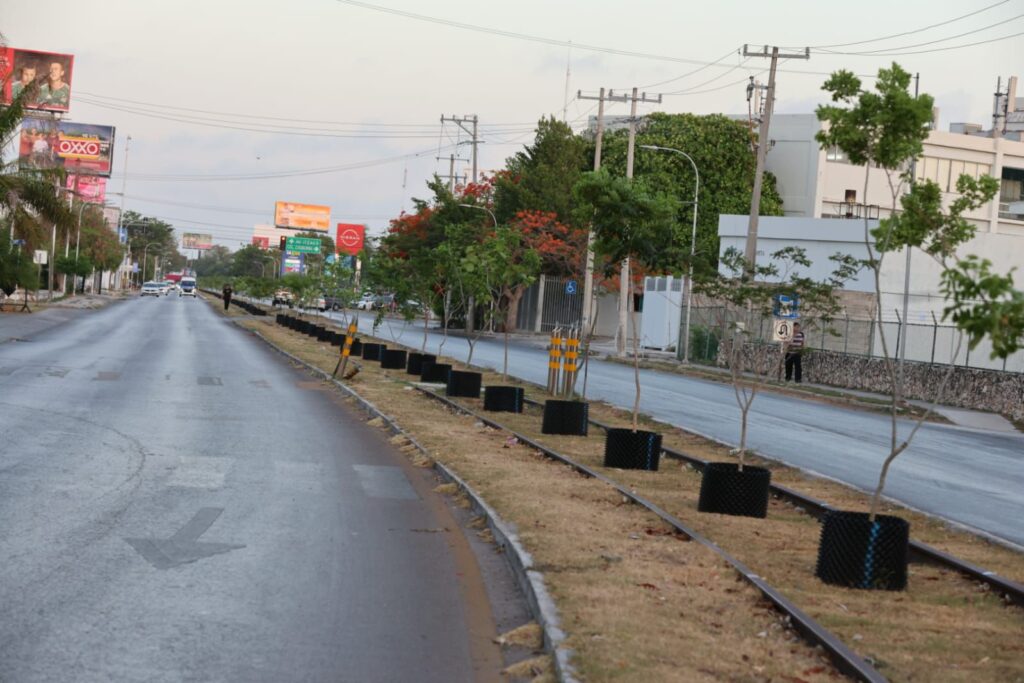 Cecilia Patrón acelera plan verde en Mérida
