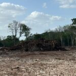 Clausuran predio por remover vegetación en Cuxtal