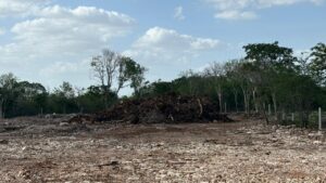 Clausuran predio por remover vegetación en Cuxtal