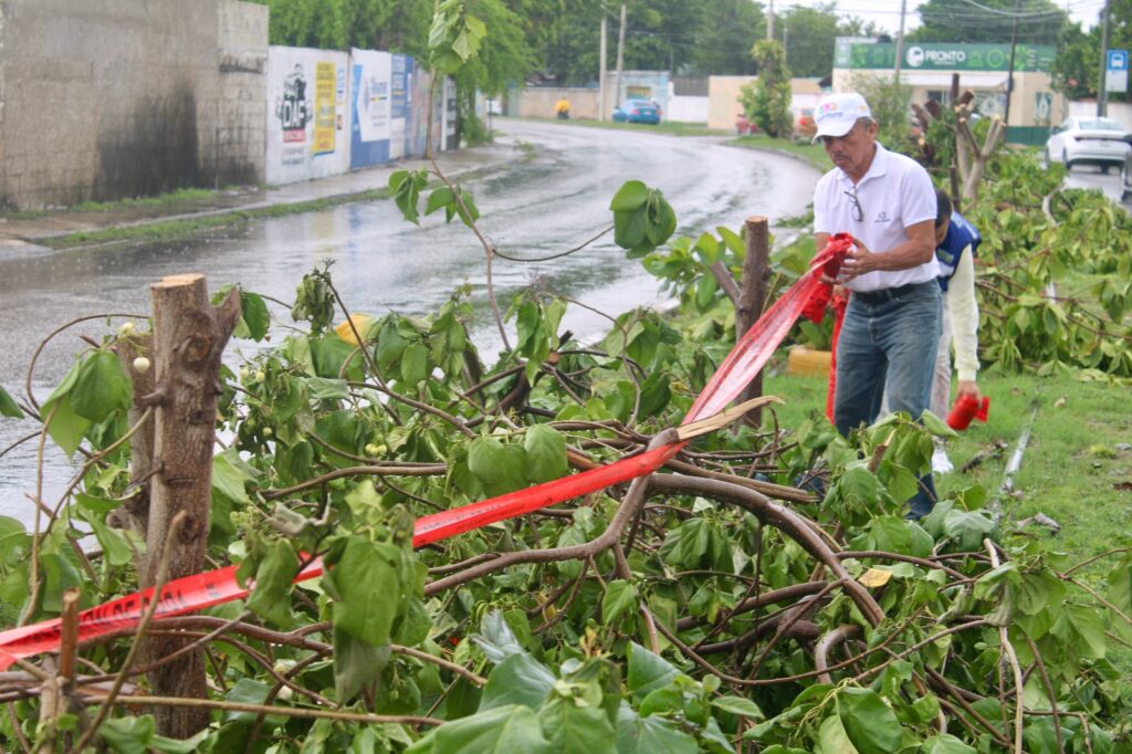 Fiscalía investigará daño a árboles en Mérida